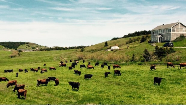 Un troupeau de vaches patrimoniales aux Îles-de-la-Madeleine